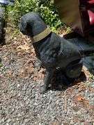 Black Outdoor Dog Statue, Approx. 28 Inches Tall by 32 Inches Long