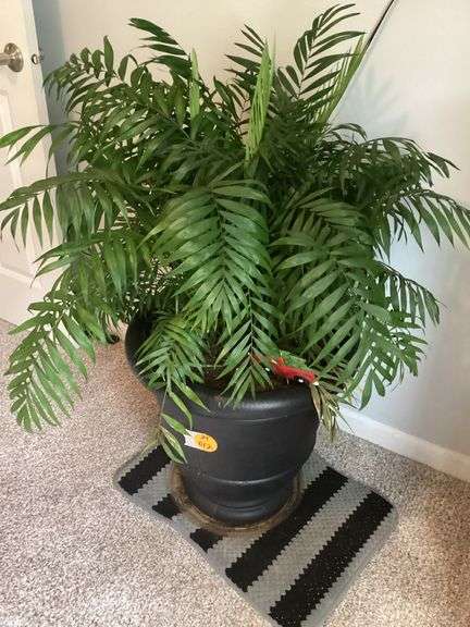 POTTED PLANT
