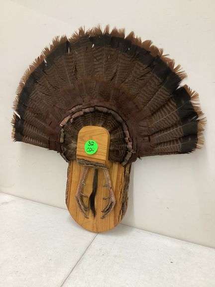 TURKEY TAIL W/DISPLAY