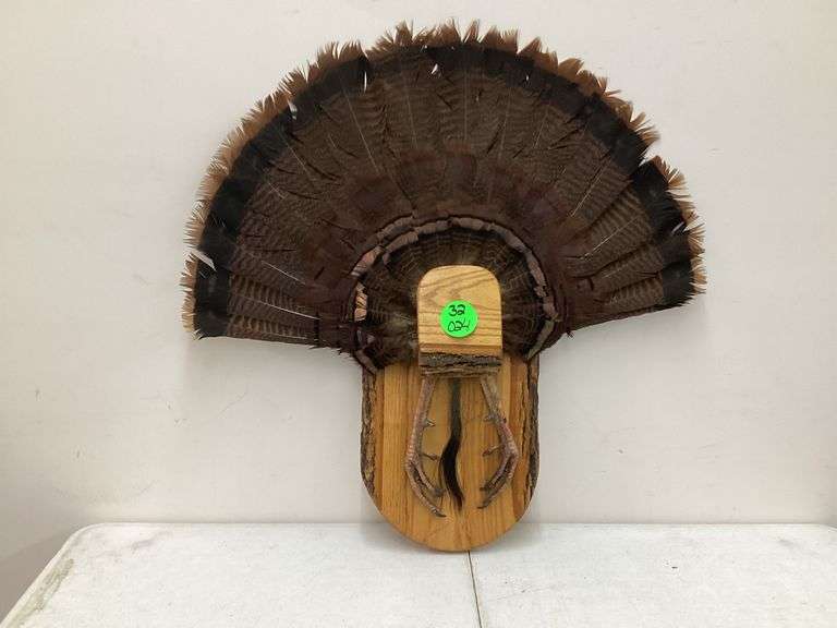 TURKEY TAIL W/DISPLAY