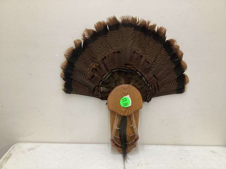 TURKEY TAIL W/DISPLAY