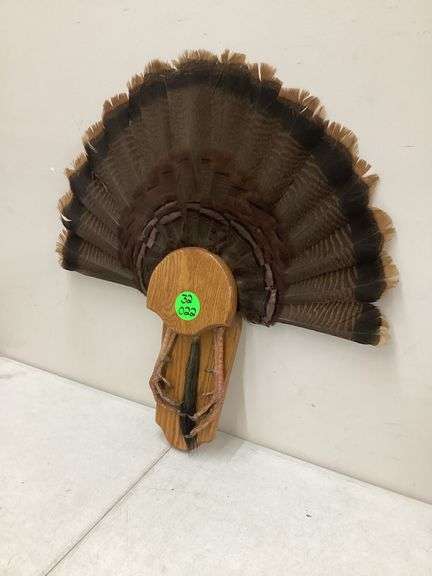 TURKEY TAIL W/DISPLAY