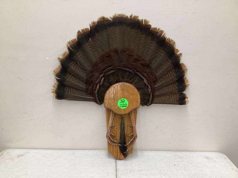 TURKEY TAIL W/DISPLAY