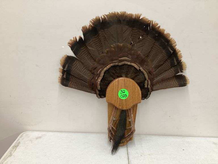 TURKEY TAIL W/DISPLAY