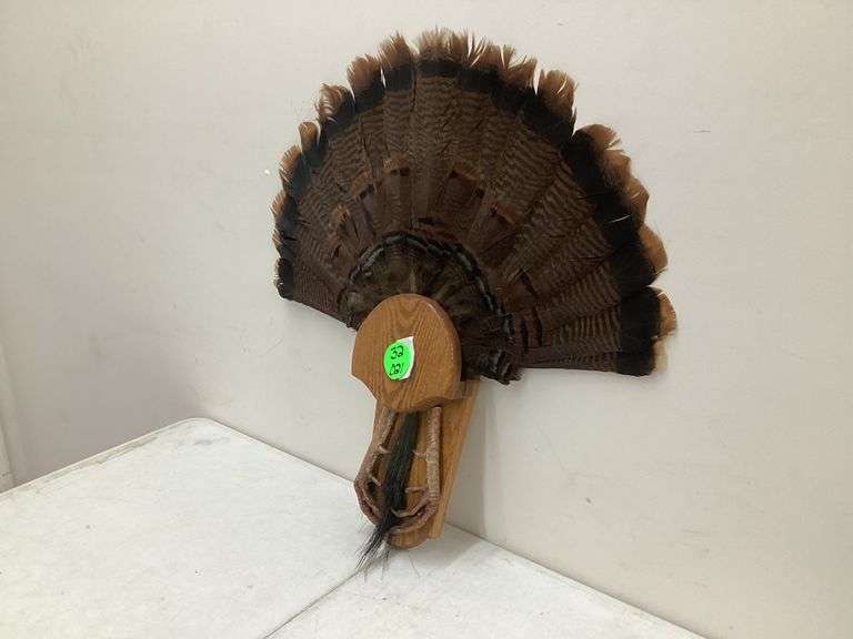 TURKEY TAIL W/DISPLAY