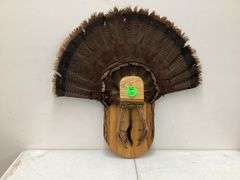 TURKEY TAIL W/DISPLAY