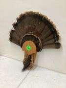 TURKEY TAIL W/DISPLAY