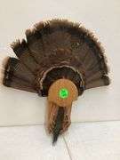 TURKEY TAIL W/DISPLAY