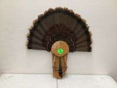 TURKEY TAIL W/DISPLAY