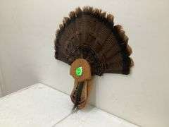 TURKEY TAIL W/DISPLAY