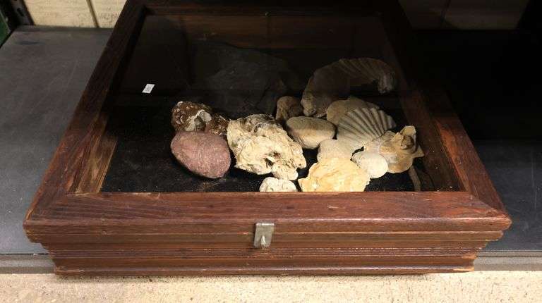 Table Top Display Case of Oceanic Specimens, Shells Etc. - Dixon's ...