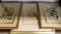 (3) Framed Botanical Prints
