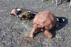 *NO STORAGE* 3 Concrete Turtle Garden Sculptures