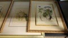 (3) Framed Botanical Prints