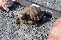 *NO STORAGE* 3 Concrete Turtle Garden Sculptures