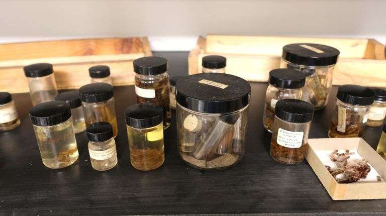 Collection of Insect Specimens in Jars - Dixon's Auction at Crumpton