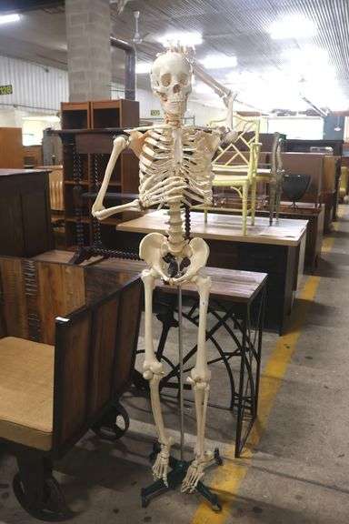 Vintage Medical Human Skeleton Model