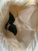 Rabbit Mask