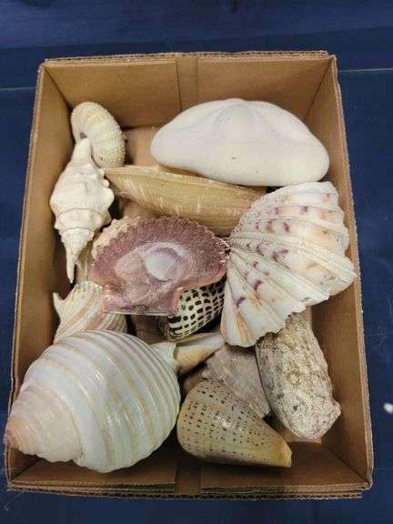 Assorted Shells