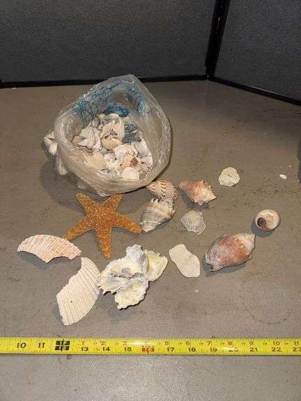 Seashells • Basement