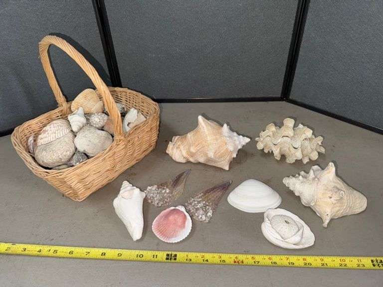 Sea shells in wicker basket • Sun room