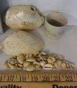 Clock, Shells, Paperweight