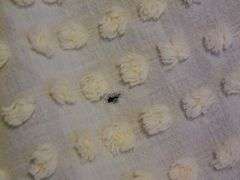 Bedspread - Faded Color - 76" x 100"