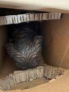 DOODLE DOG STATUE IN BOX - COPPER