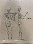 2PC ANIMATED SKELETON DECOR IN BOX - BONE