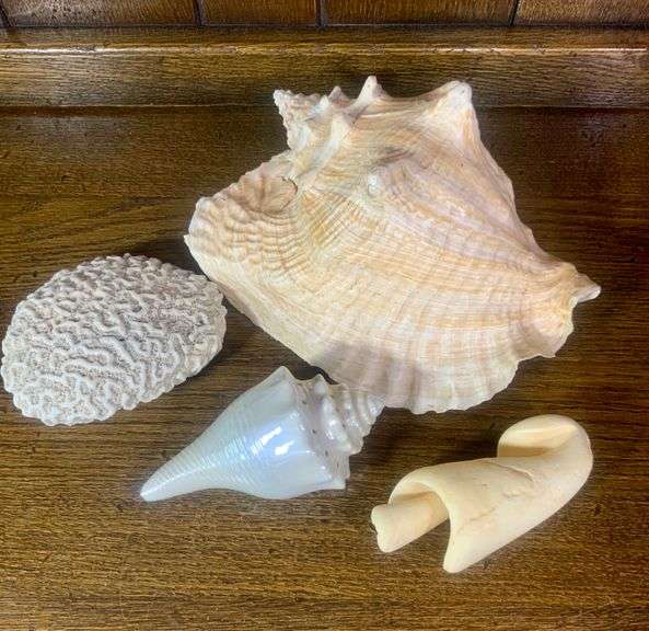 Sea Shell Lot