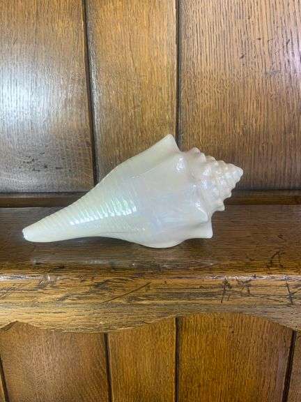 Sea Shell Lot