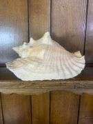 Sea Shell Lot