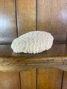 Sea Shell Lot