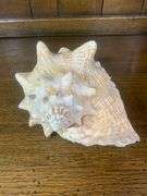 Sea Shell Lot