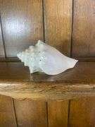 Sea Shell Lot
