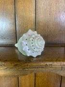 Sea Shell Lot