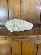 Sea Shell Lot
