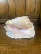 Sea Shell Lot
