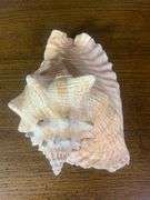 Sea Shell Lot