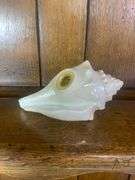 Sea Shell Lot