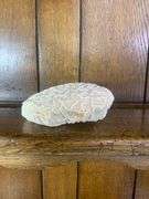 Sea Shell Lot