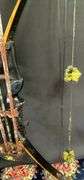 Darton SL50 Compound Bow with Kwikee Kwiver Clamp-On 6-Arrow Bow Quiver & 11 Arrows