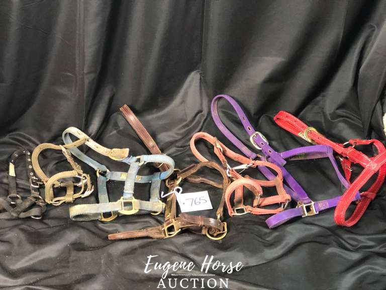 Small halter lot