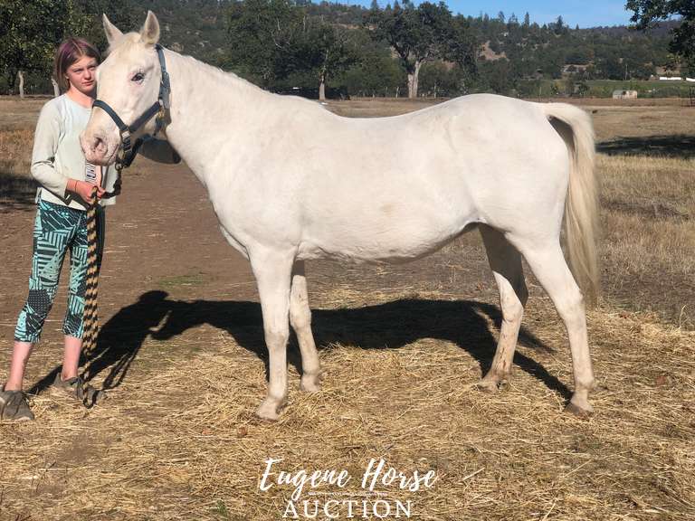 4 saddle pads