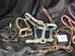Small halter lot