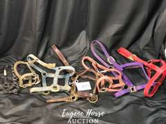Small halter lot