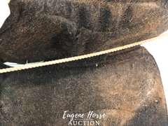 Team equine pad