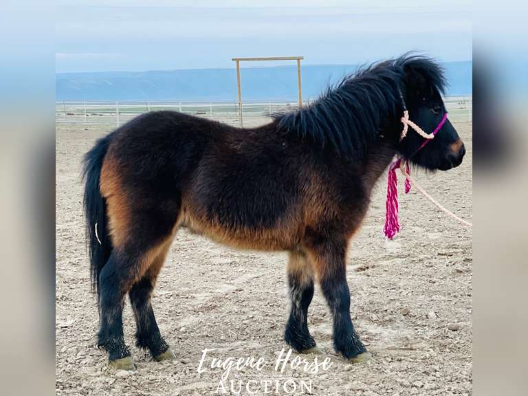 Leon - 2yr - 30inches - Gelding