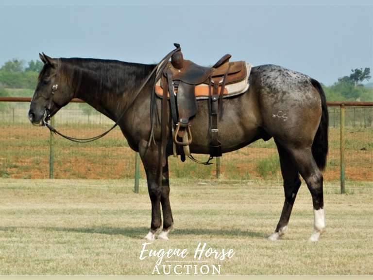 Whiskey - 8yr - 15.1hh - Gelding