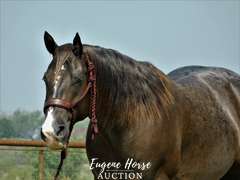 Whiskey - 8yr - 15.1hh - Gelding